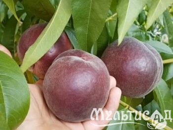 Креатив без названия (4)