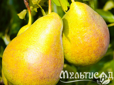 Дизайн без названия (22)