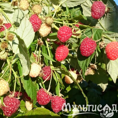 Картинка с сайта
