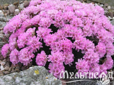 Туя (90)