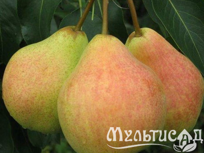 Дизайн без названия (2)