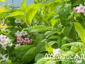 Креатив без названия (8)