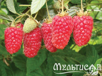 Креатив без названия (91)