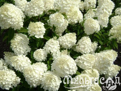 Морозостойкость до -23с - 2025-07-30T115810.953