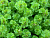 image_8255520_16833278