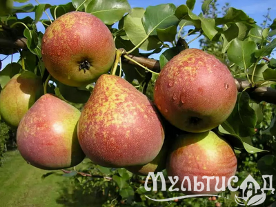 Дизайн без названия (29)