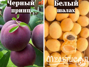 Ноябрьская (8)