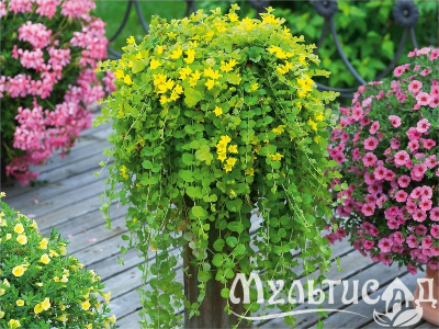 Креатив без названия (2)