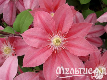 Дизайн без названия (25)