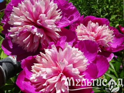 Креатив без названия (29)