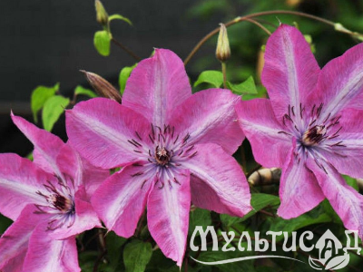 image_7681564_14920585