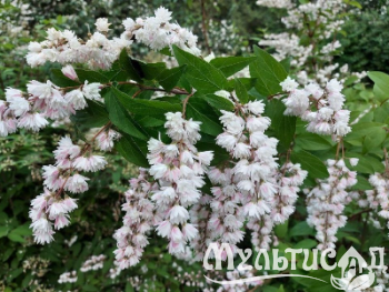 Туя - 2025-11-15T090839.223