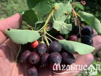 Дизайн без названия (12)