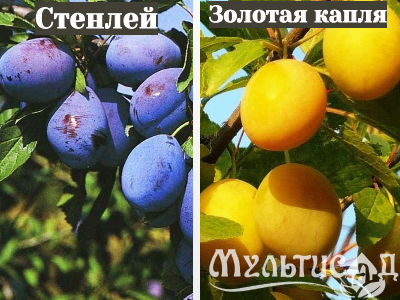 Ноябрьская (23)
