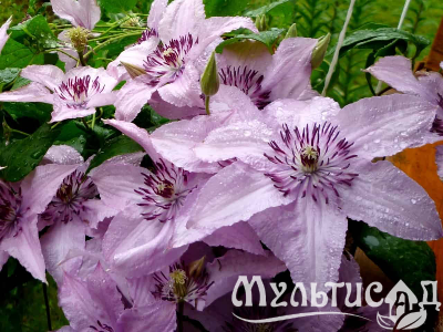 image_7681564_14949481
