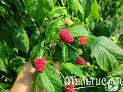 Креатив без названия (100)