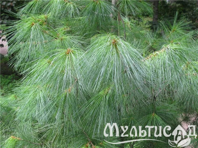 Туя (94)