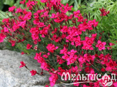 Туя - 2025-11-14T141252.468
