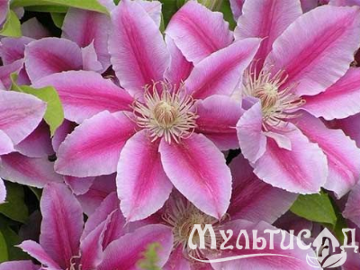 Креатив без названия (2)