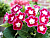 image_8096768_16081178