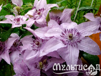 image_7681564_14949481