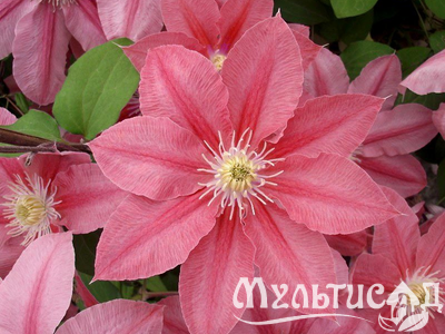 Дизайн без названия (25)