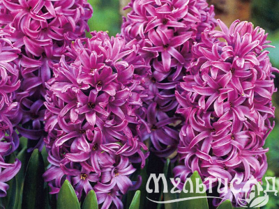 Креатив без названия (7)