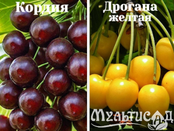 Ноябрьская (5)