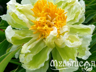 Креатив без названия (27)
