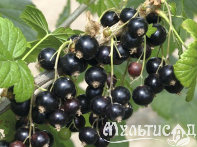 Дизайн без названия (34)