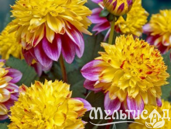 Креатив без названия (95)