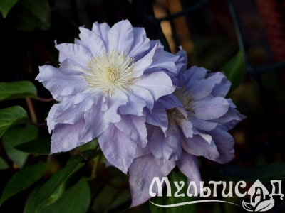 image_7681564_14920035