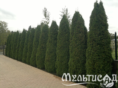 Креатив без названия (4)