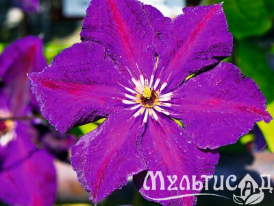 Креатив без названия (4)