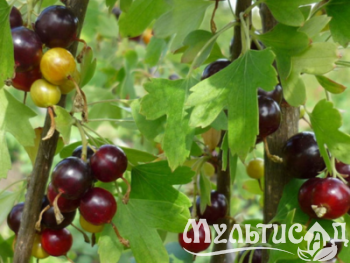 Дизайн без названия (24)