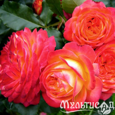 c917443de1221f120fec593a9e475a60