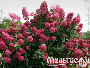 image_8165532_16177267