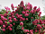 image_8165532_16177267