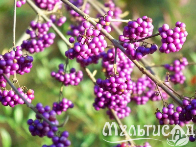 Туя (23)