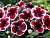 image_8096768_16081399