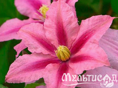 Креатив без названия (3)