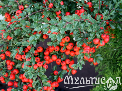 Туя - 2025-11-15T111019.794