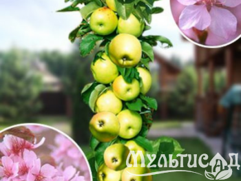Дизайн без названия (15)