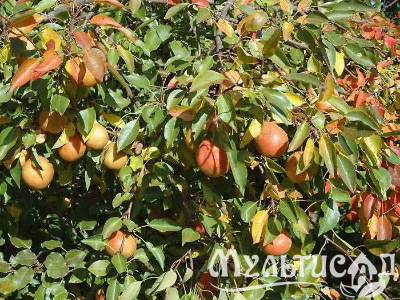 Креатив без названия (2)