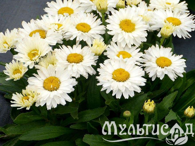 Туя (65)