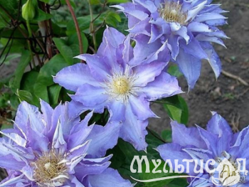 Дизайн без названия (17)