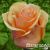a4a21bbe1bf72309b06c20ecfb729d7d a4a21bbe1bf72309b06c20ecfb729d7d