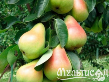 Дизайн без названия (4)