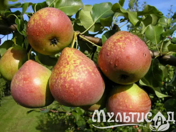 Дизайн без названия (29)