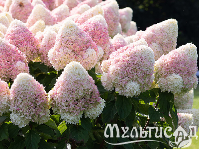 image_6895822_12900476